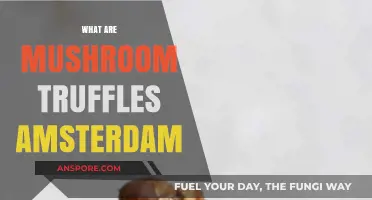 Amsterdam's Magic Mushroom Truffles: A Beginner's Guide