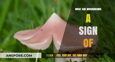 Mushrooms as Nature's Indicators: Decoding Their Ecological Significance and Role