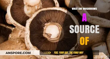 Mushrooms: A Surprising Source of Nutrients, Vitamins, and Minerals
