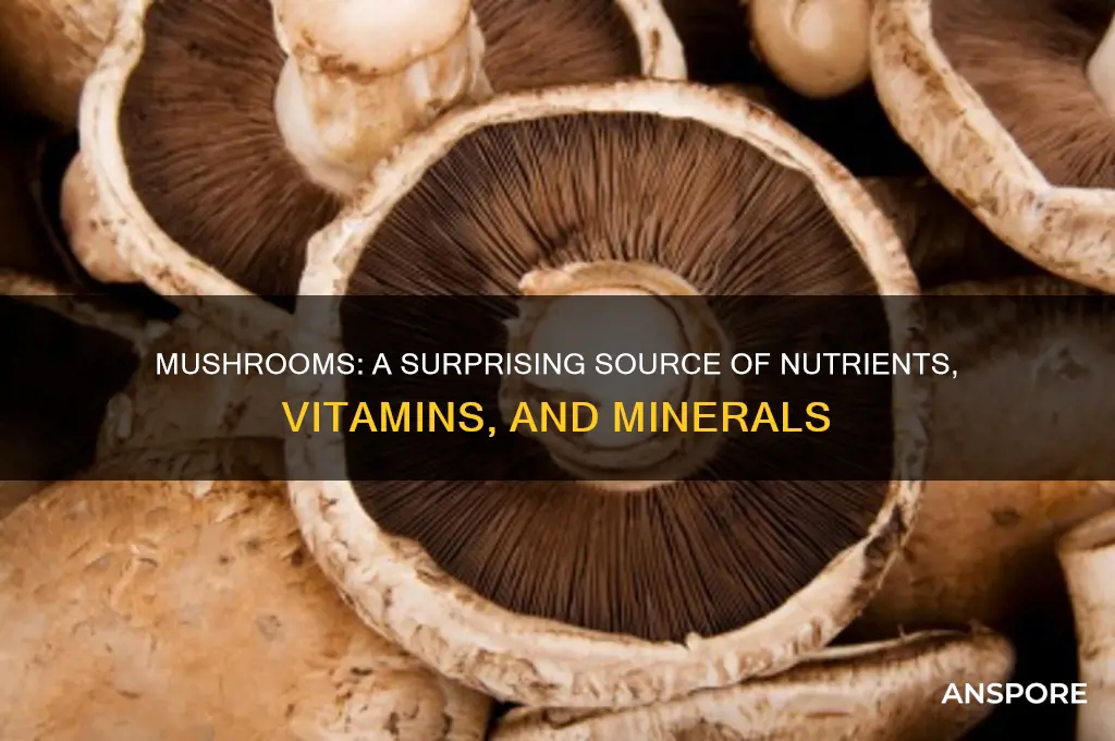 what are mushrooms a source of