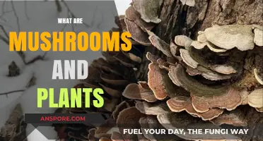 Mushrooms and Plants: Nature's Allies