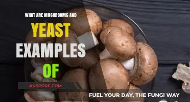 Mushrooms and Yeast: Unveiling the Fascinating World of Fungi Examples