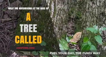 Understanding Tree Base Fungi: What Are Mushrooms Growing at Tree Roots Called?