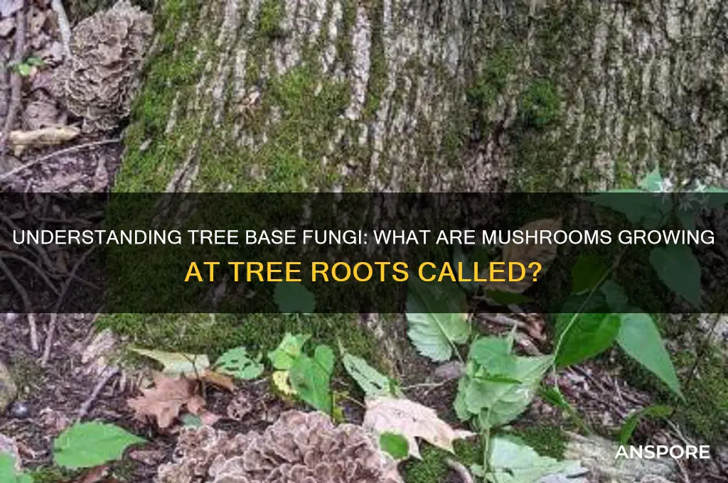 what are mushrooms at the base of a tree called