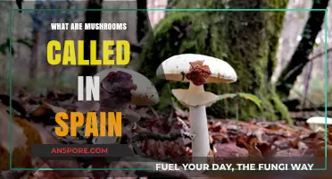 Exploring Spanish Cuisine: Unveiling the Local Name for Mushrooms in Spain