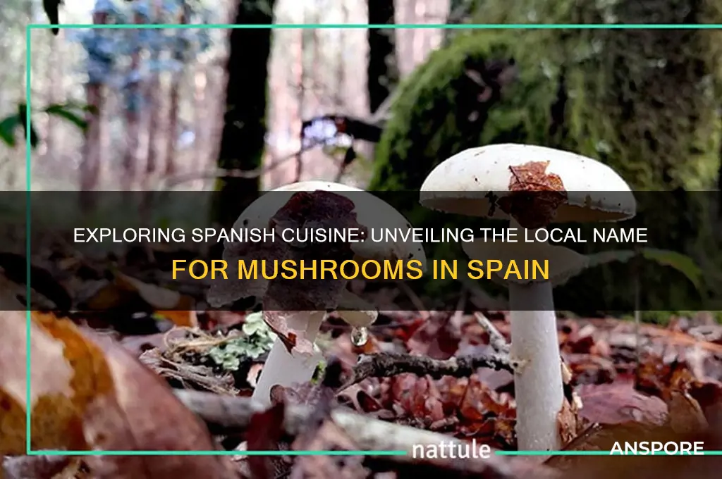 what are mushrooms called in spain