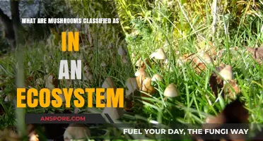 Mushrooms' Ecological Role: Kingdom, Decomposers, or Symbionts?