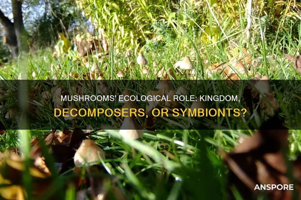 what are mushrooms classified as in an ecosystem