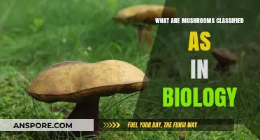 Unveiling Mushrooms' Biological Classification: Kingdom, Division, and Beyond