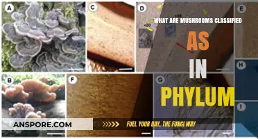 Exploring Mushroom Classification: Understanding Their Phylum in the Fungi Kingdom