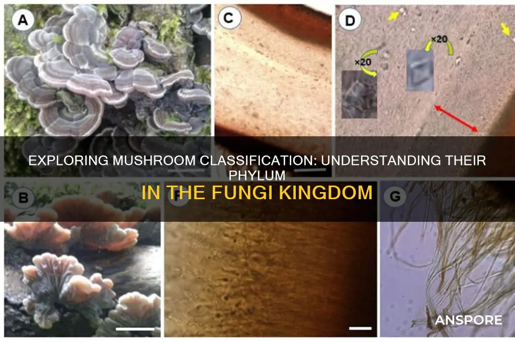 what are mushrooms classified as in phylum
