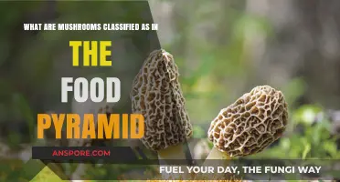 Mushrooms in the Food Pyramid: Classification and Nutritional Benefits