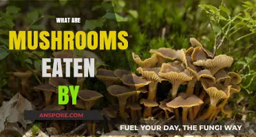 Exploring Mushroom Consumers: Who Eats Mushrooms in the Wild and Beyond?