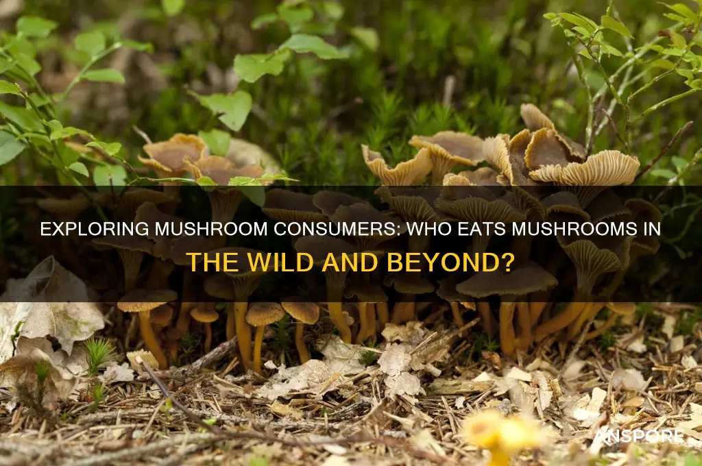 what are mushrooms eaten by