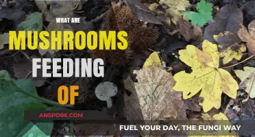 Mushrooms' Favorite Foods: A Guide to Their Nutrition
