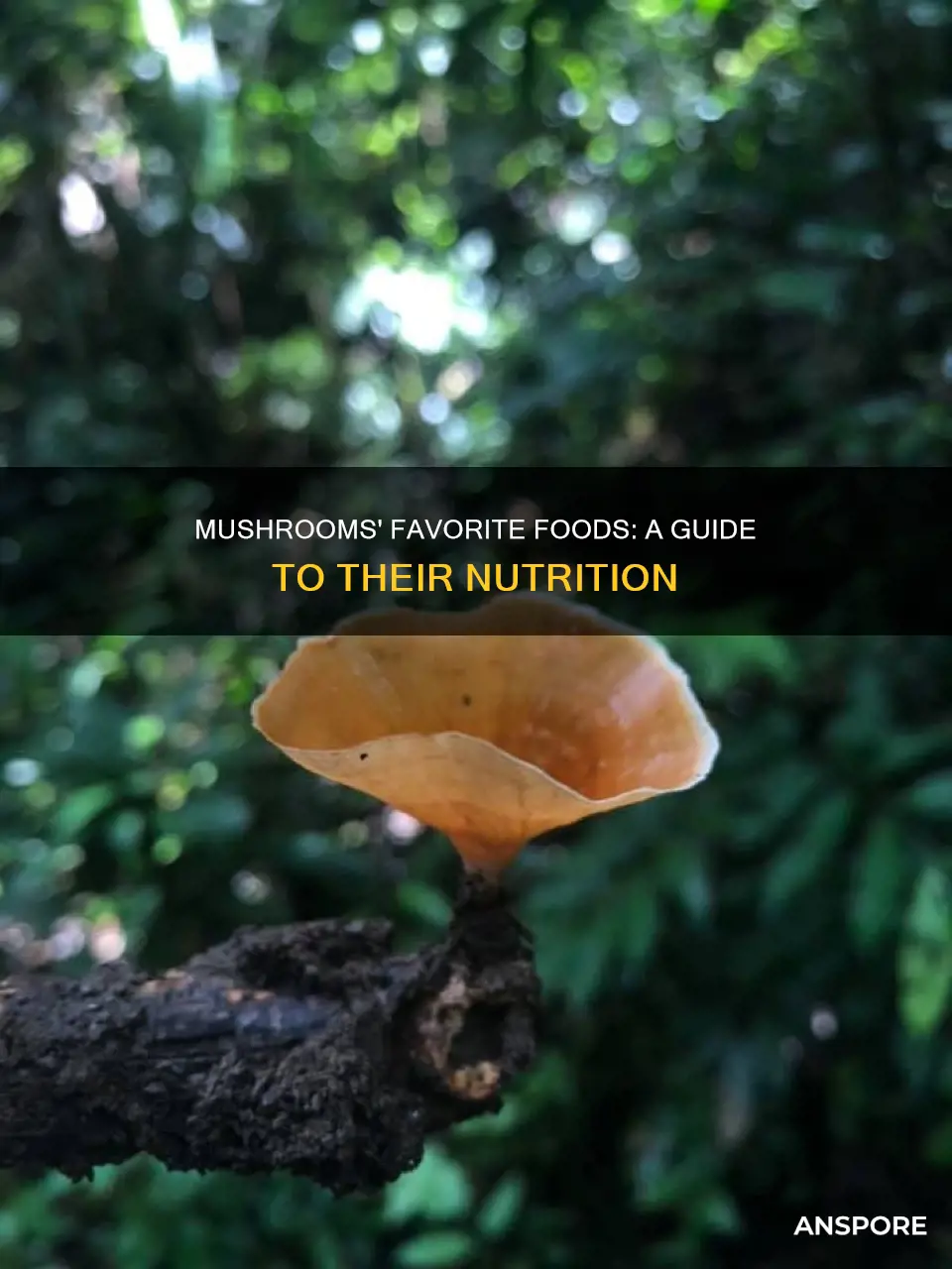what are mushrooms feeding of