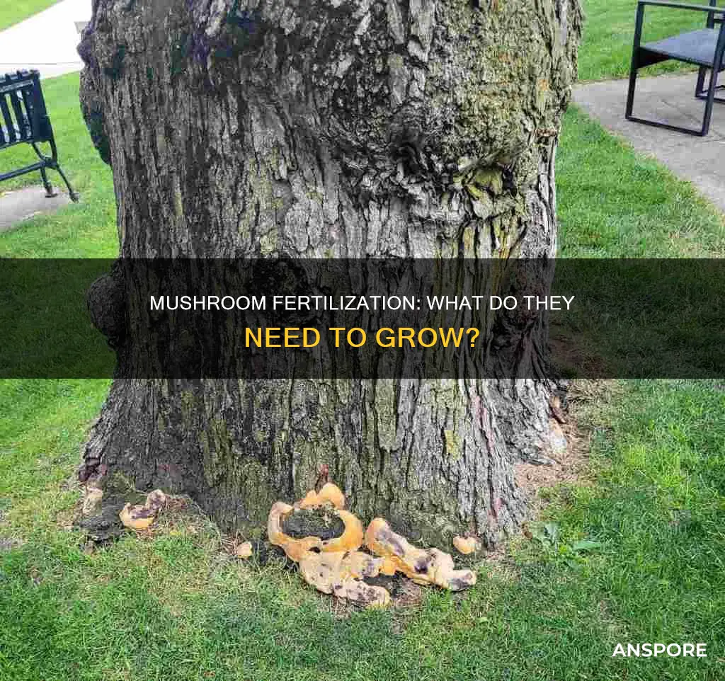 what are mushrooms fertilized with