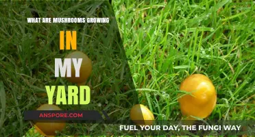 Unveiling the Mystery: Mushrooms Growing in Your Yard Explained