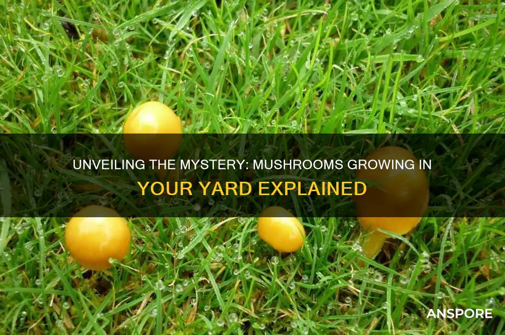 what are mushrooms growing in my yard