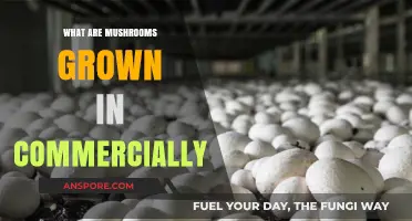 Commercial Mushroom Cultivation: Substrates and Growing Mediums Explained