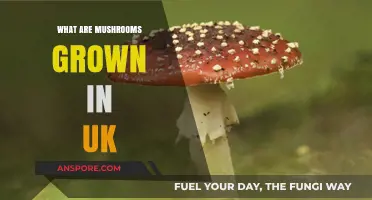 Exploring the Varieties and Growing Conditions of UK Mushrooms