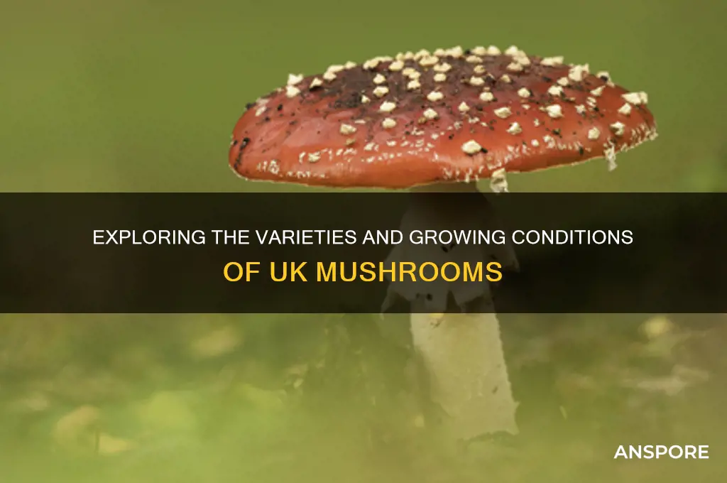 what are mushrooms grown in uk