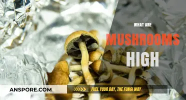 Magic Mushrooms: A Trippy High