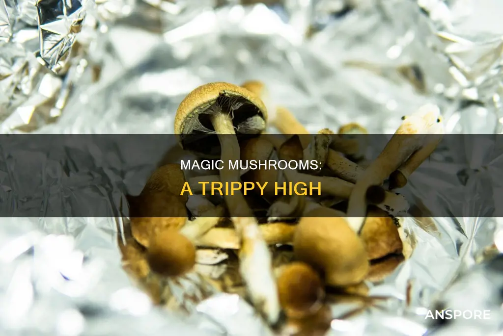 what are mushrooms high