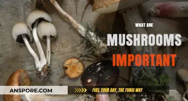Mushrooms: Nature's Superfood and Medicine