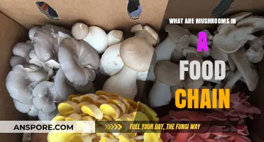 Mushrooms' Role in the Food Chain: Decomposers, Nutrient Cyclers, and More