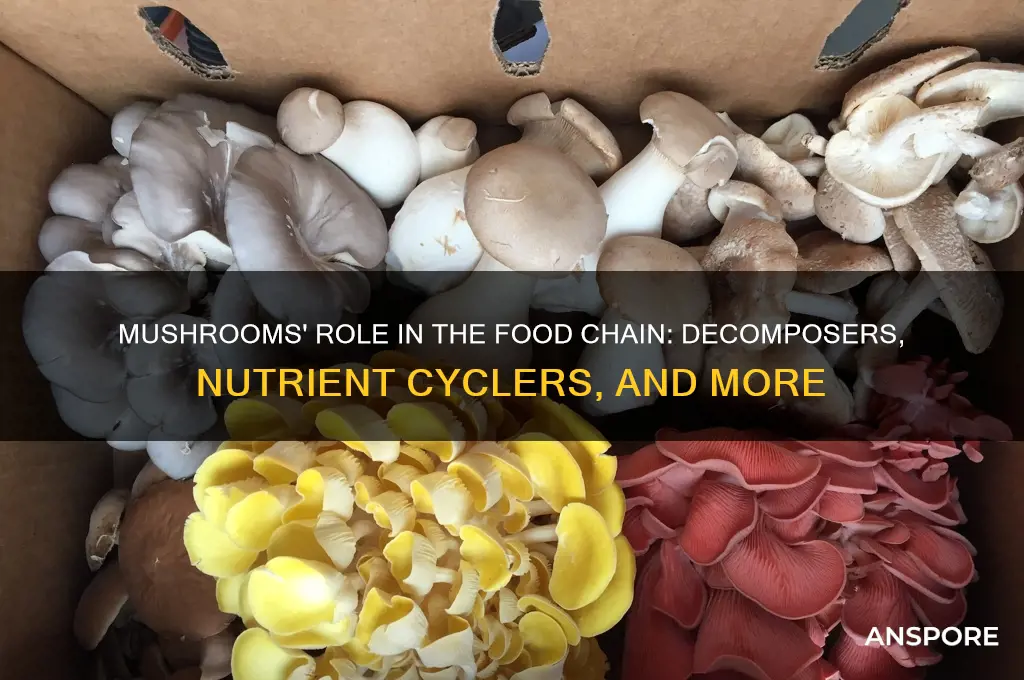 what are mushrooms in a food chain