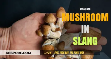 Mushrooms: Street Names and Slang