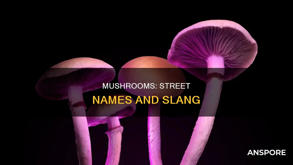 what are mushrooms in slang