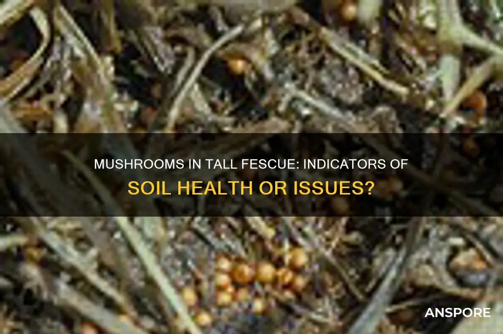 what are mushrooms in tall fescue a sign of