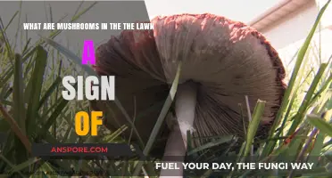 Mushrooms in Your Lawn: Signs of Soil Health or Hidden Issues?