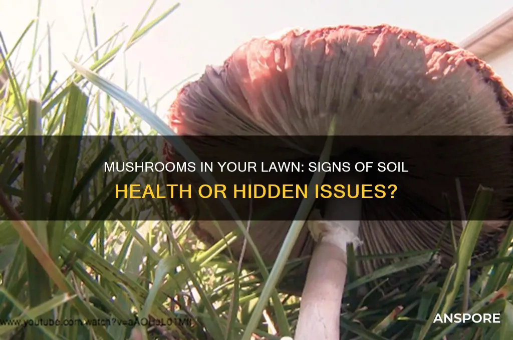 what are mushrooms in the the lawn a sign of