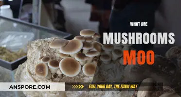 Mushroom Magic: Why Do They Moo?