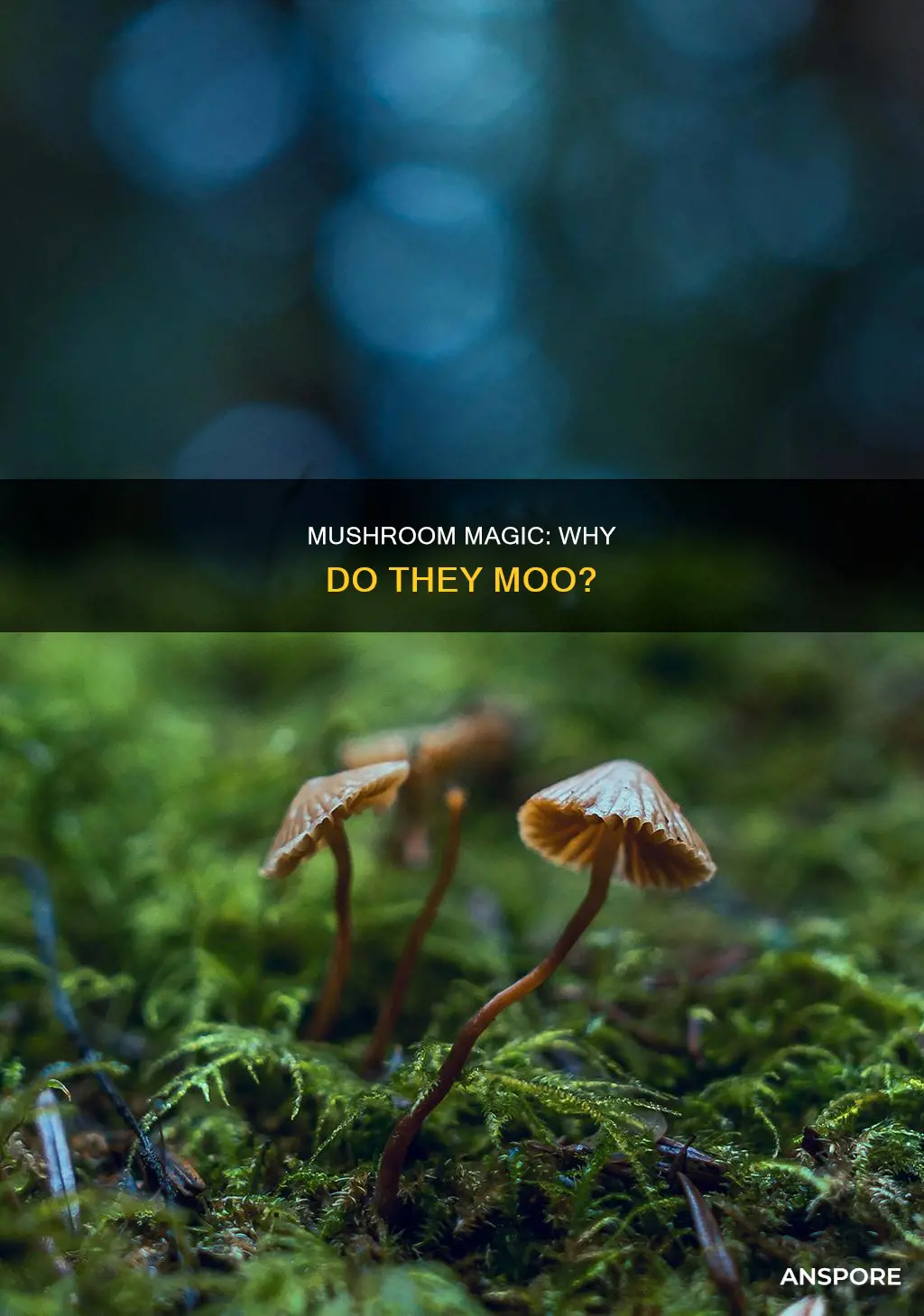 what are mushrooms moo