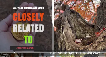 Mushrooms' Surprising Kinship: Closer to Animals Than Plants?