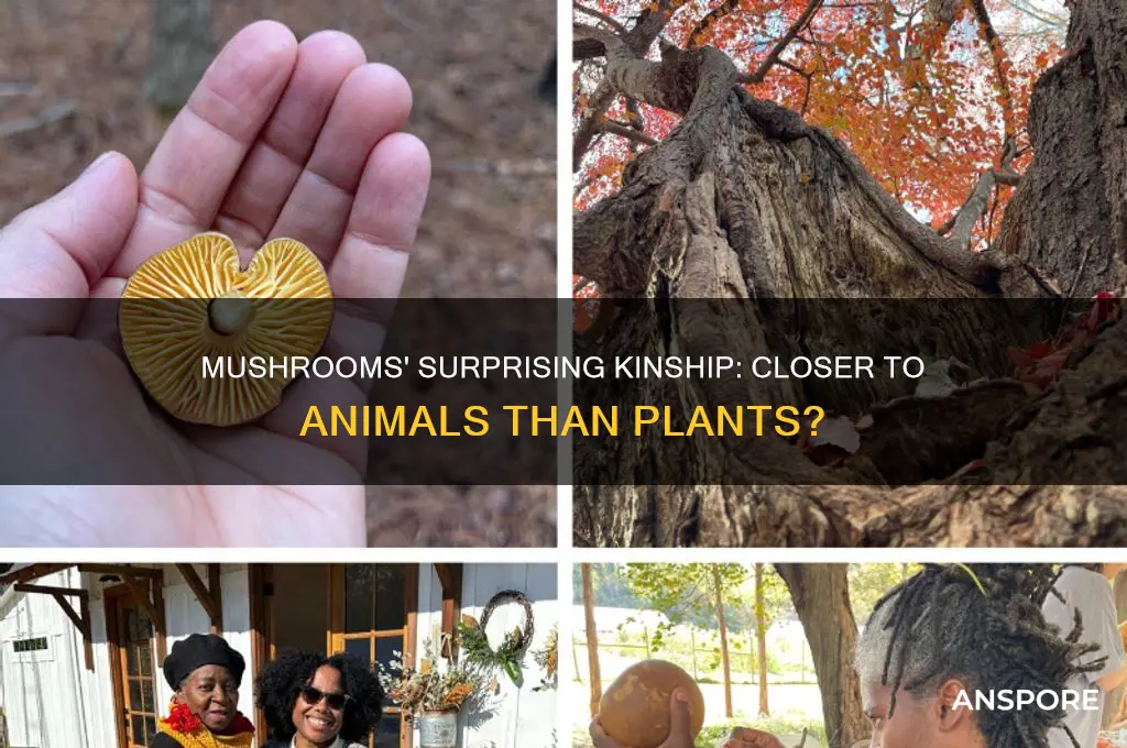 what are mushrooms more closely related to