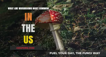 Discover the Most Common Mushroom Varieties in the United States