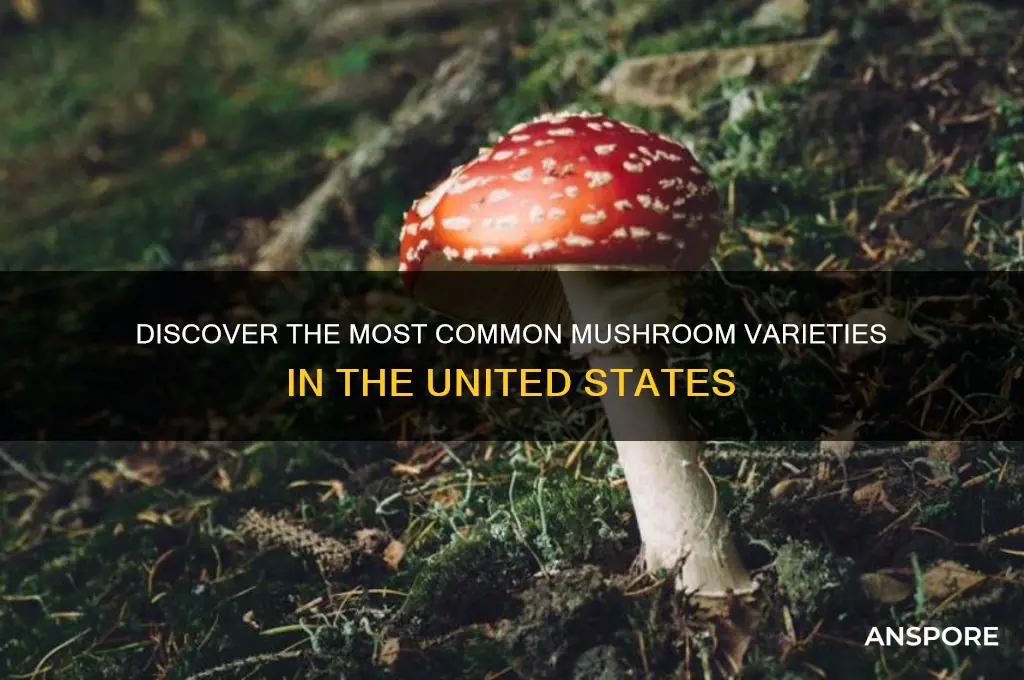 what are mushrooms most common in the us