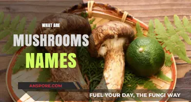 Mushroom Names: A Guide to the Fungi World