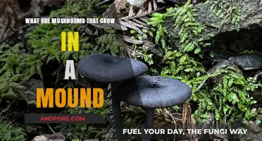 Mound-Forming Mushrooms: Understanding Their Unique Growth Patterns