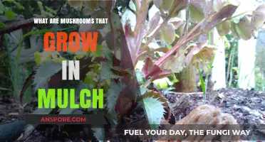 Mushrooms in Mulch: Identifying Common Fungi in Garden Beds