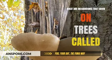 Tree-Dwelling Fungi: Exploring Mushrooms That Thrive on Trees