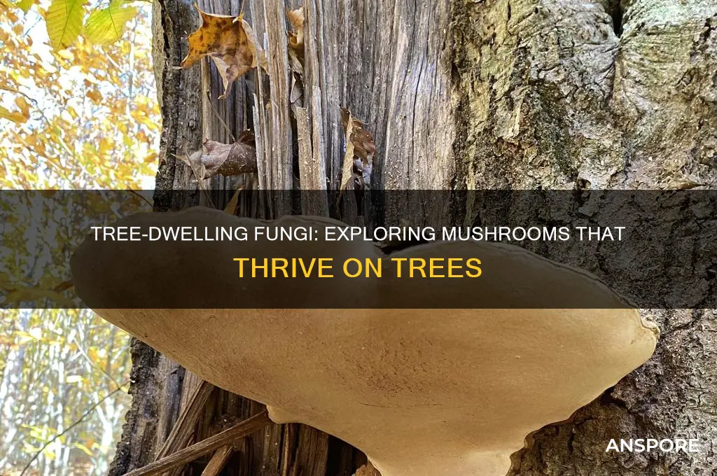 what are mushrooms that grow on trees called