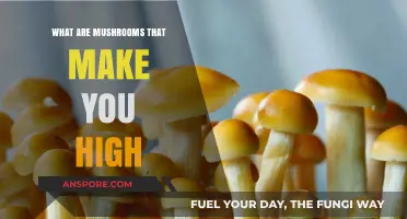 Exploring Psychedelic Mushrooms: Types, Effects, and Safety Tips