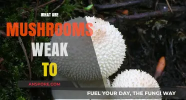 Mushrooms' Weakness: Pests, Diseases, and More