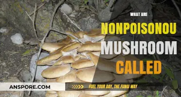 Edible Mushrooms: Nature's Non-Toxic Treats